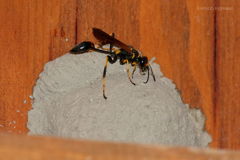 Sceliphron caementarium sul nido